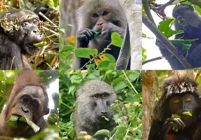 Six primates eat leaves
